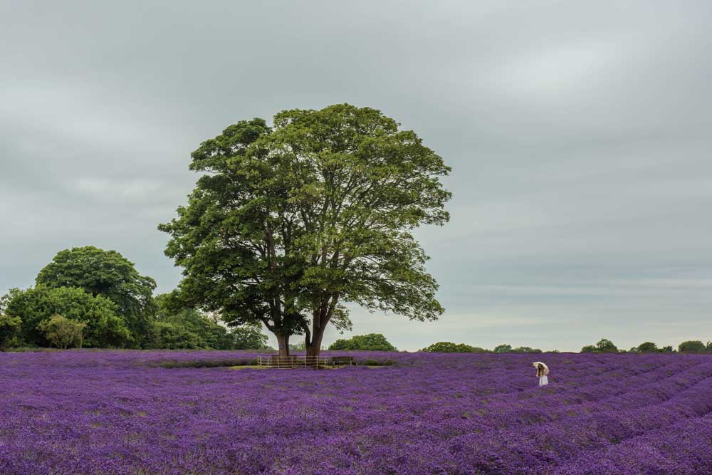 The Great Outdoors - Girl in a lavender field (#TGO_03)