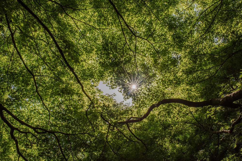 The Great Outdoors - Sunburst through tree leaves in Japan (#TGO_05)