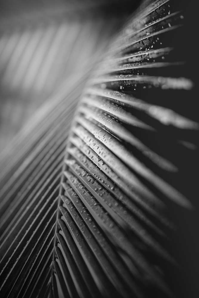 Black &amp; White Photography - Palm leaves (#AA_BW_01P)