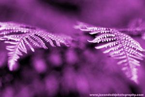 Pure - Purple Fern (#DODD_J_3026)