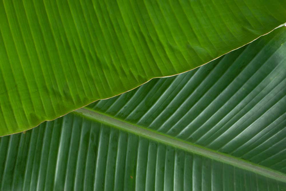 Macro Food - Banana Leaf (#AA_MFOOD_27)