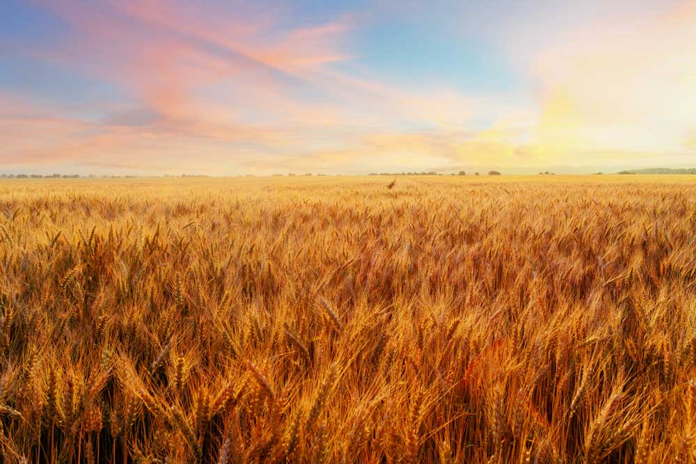 Sunset Fields - Golden ears of wheat (#AA_SUNSETF_07)