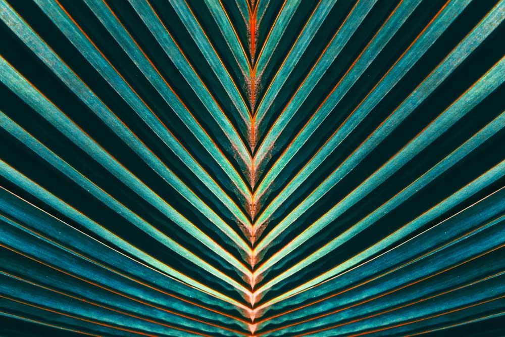 Tropical Foliage - Palm leaf stripes (#AA_TROPL_13)