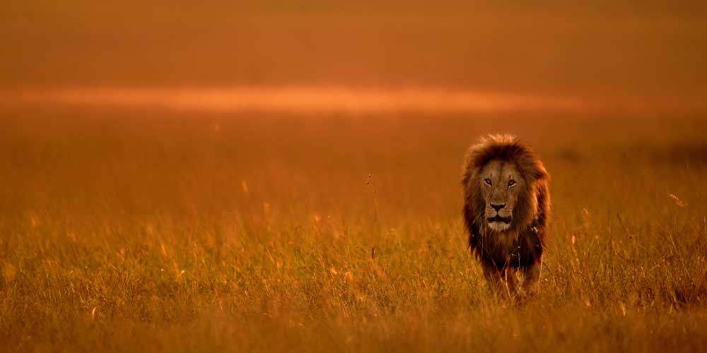 Wildlife Photography - The Lion King (#AA_WILDL_03)