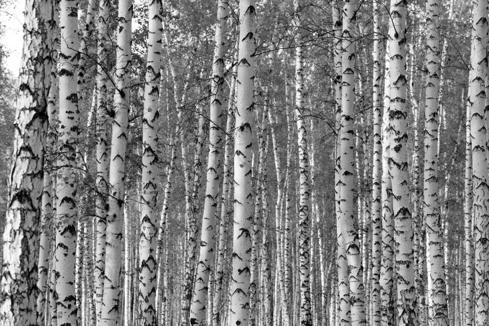 Woodlands - Birch Forest  (#AA_WOODLANDS_36)