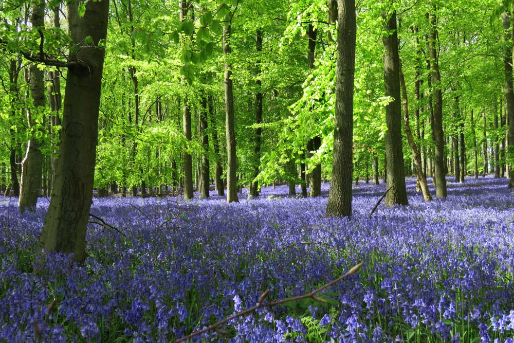 Woodlands - Bluebell woods (#AA_WOODLANDS_43)