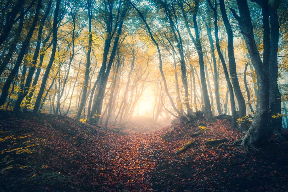 Woodlands - Misty autumn forest (#AA_WOODLANDS_44)