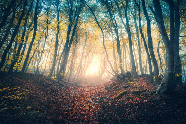 Woodlands - Misty autumn forest (#AA_WOODLANDS_44) - GingerWhite